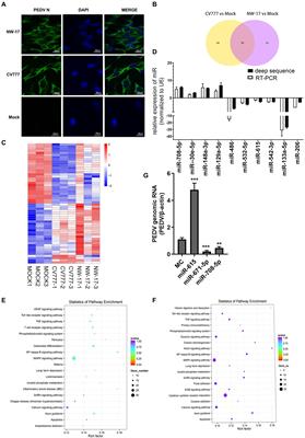 miR-615 facilitates porcine epidemic diarrhea virus replication by targeting IRAK1 to inhibit type III interferon expression